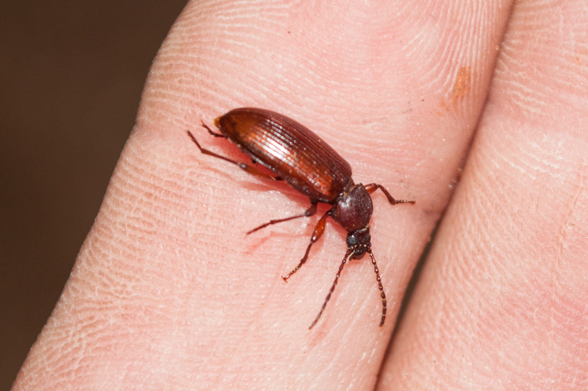 Oumatjie Cave Plettenberg Bay Tenebrionidae beetle (1)